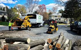 How Our Tree Care Process Works  in Wilberforce, OH